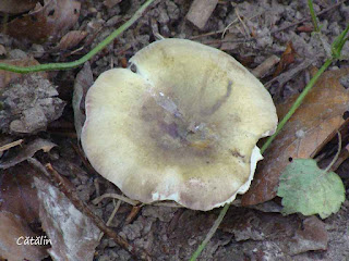 Russula cyanoxantha DSC46684