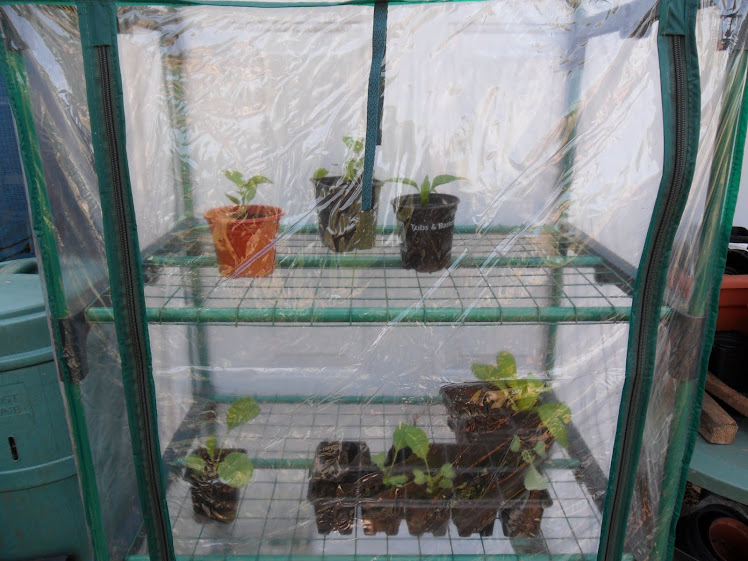 Mini Greenhouse