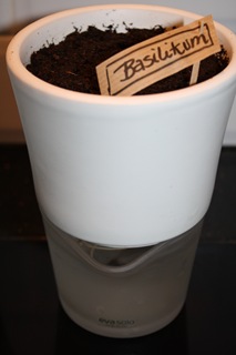 Frøplanting 020