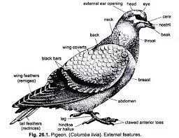 Columba Livia Pigeon labeled diagram