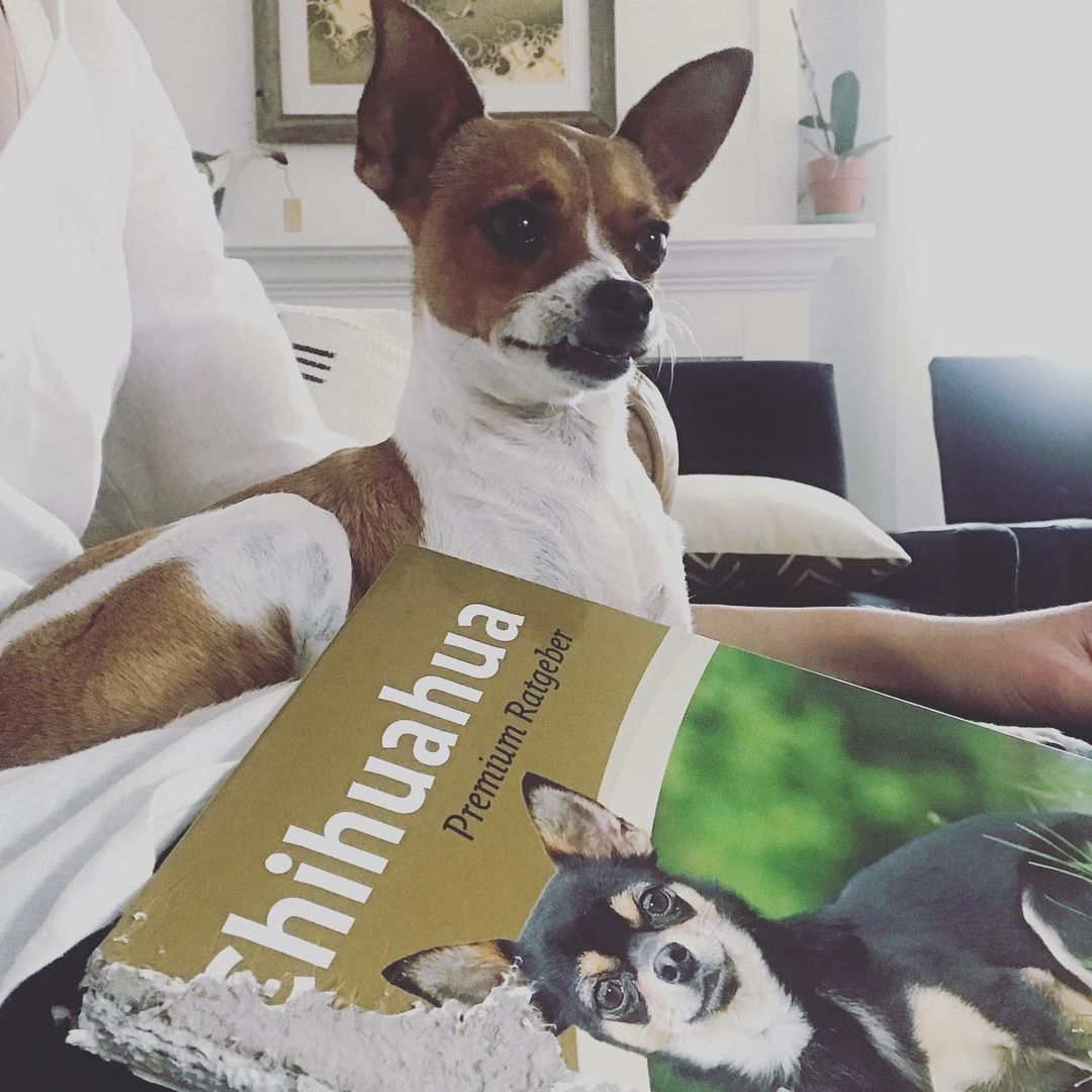 Dog caught eating a book