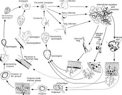 downy mildew of grapes,downy mildew of grapes life cycle