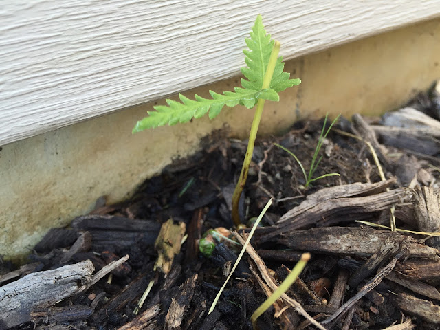 ostrich fern sprout