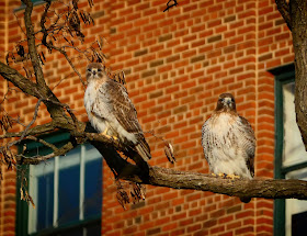 Christo and Amelia enjoying some sun together.