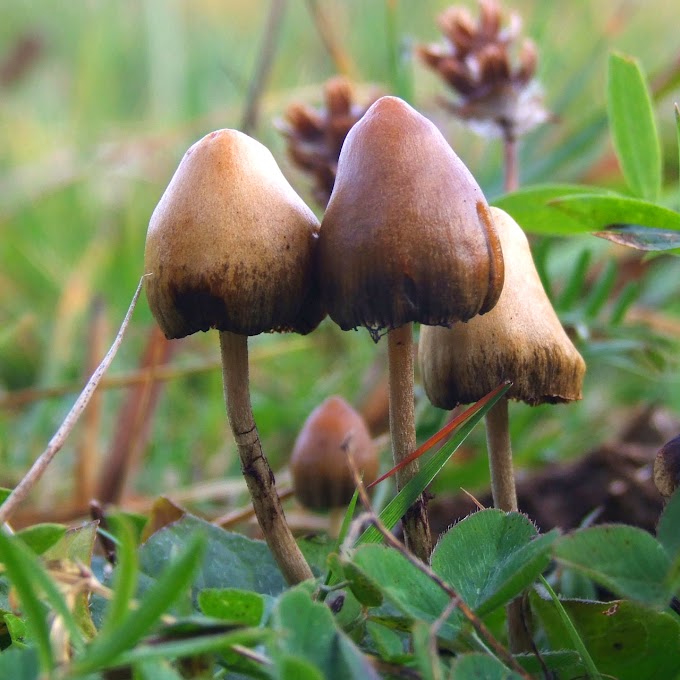 MAGIC MUSHROOMS - WHAT ARE THOSE? | Mushrooms | Edible mushrooms | Medicinal mushrooms | Biobritte mushrooms | Mushroom shop