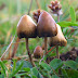 MAGIC MUSHROOMS - WHAT ARE THOSE? | Mushrooms | Edible mushrooms | Medicinal mushrooms | Biobritte mushrooms | Mushroom shop