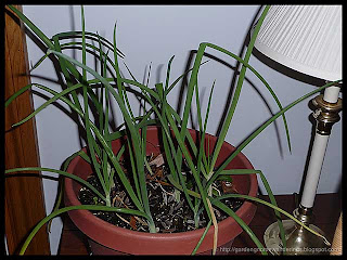 potted onions