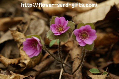 flower-asianliverleafDSC07006