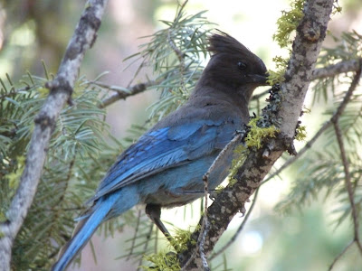 steller's jay Tahoe