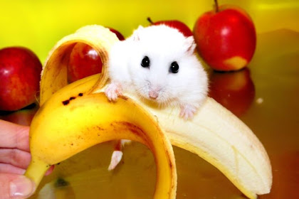 Can Hamsters Eat Bananas - Can Chickens Eat Bananas And The Peels? / Hamsters also eat banana peels, but you should also cut these peels into smaller pieces.