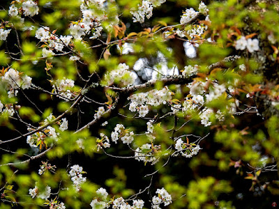 Yama-zakura (Prunus jamasakura) blossoms: Jochi-ji