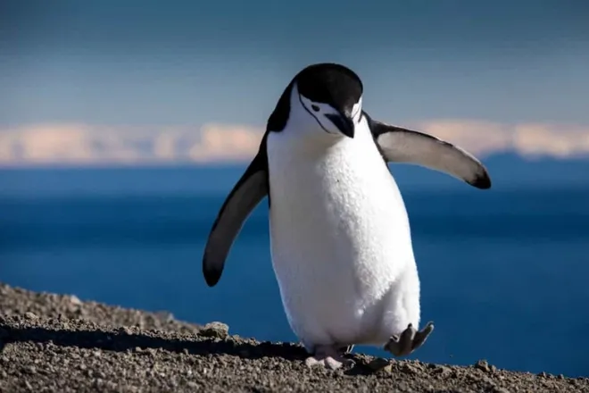 Những điều thú vị về loài chim cánh cụt