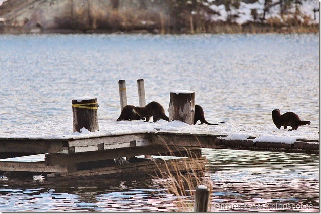 otter5