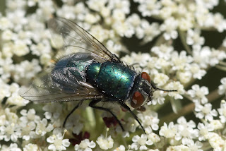 Para ampliar Lucilia sp (mosca verde de la carne) hacer clic