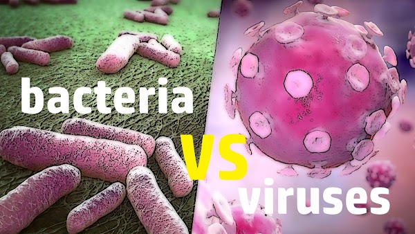 Bacteria and Viruses