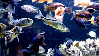 Cichlids Community Aquarium Background