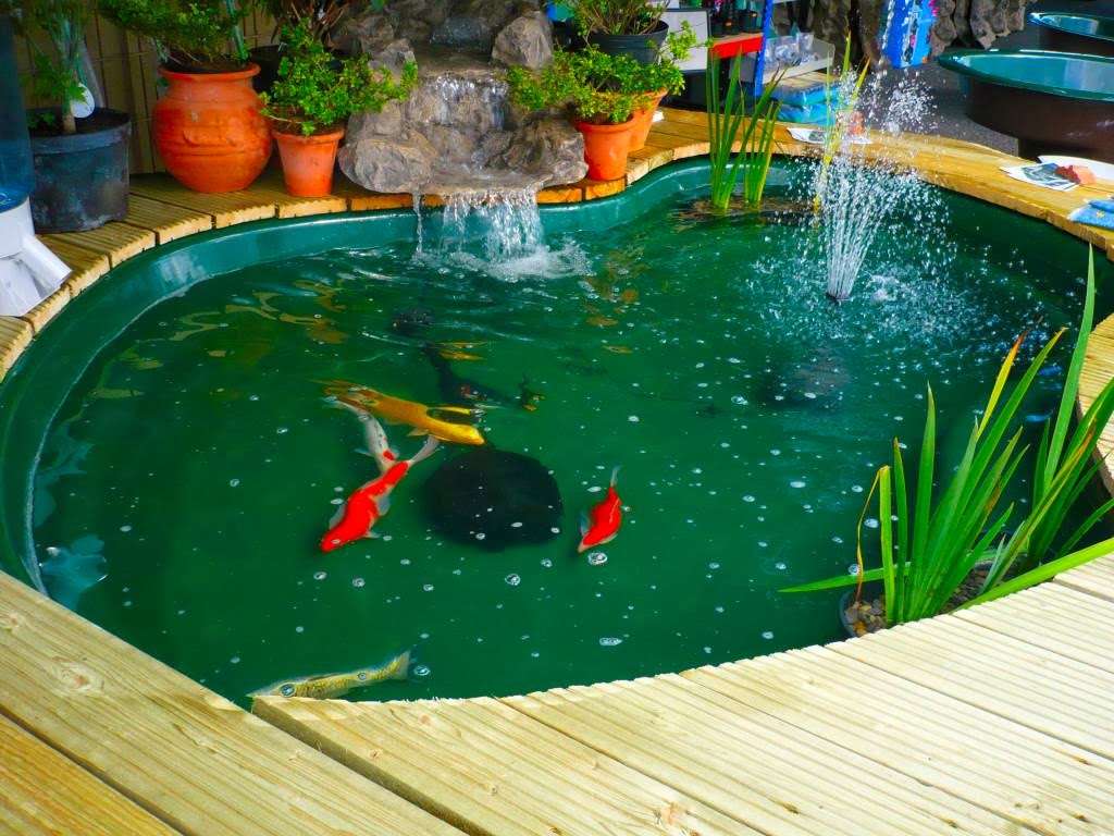 Contoh Membuat Kolam Ikan Sederhana Di Halaman Rumah