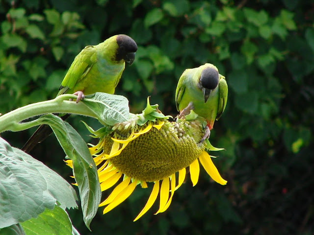 Birds Seeds