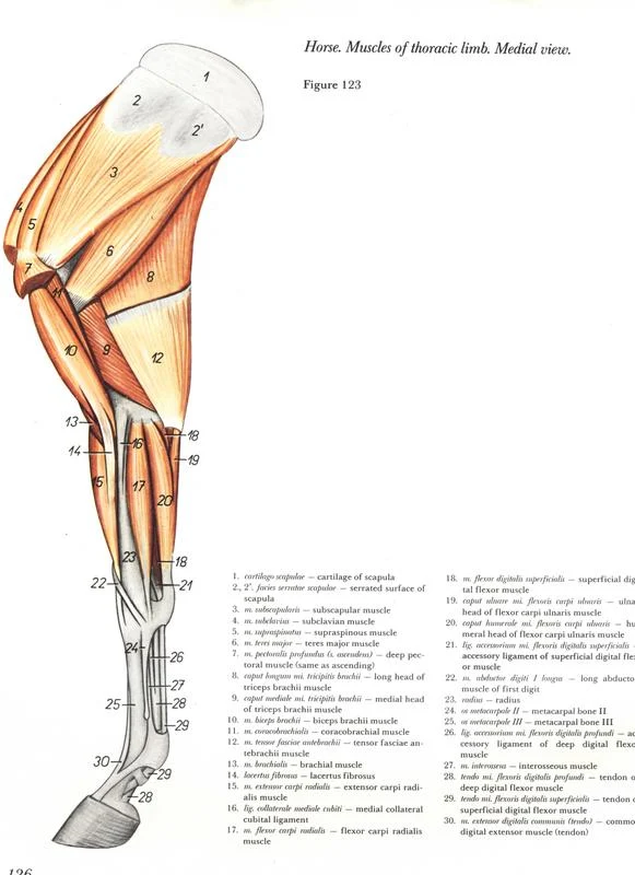 anatomia-membros-pélvicos-horse-equino-popesko-livros-pdf-veterinaria-clique-download-descargar-libros-gratuito