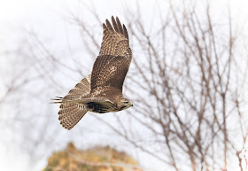 Immature red-tailed hawk flying.