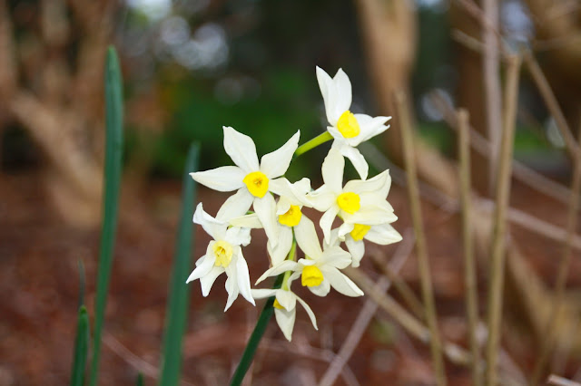 Geelong Botanic Gardens