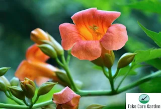 Trombeta-chinesa Campsis grandiflora: uma bela e resistente planta trepadeira