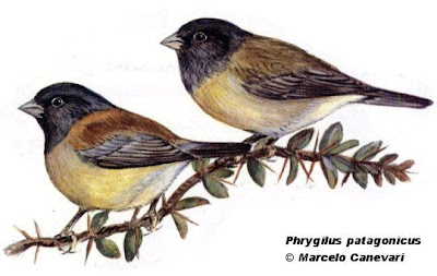 Comesebo patagónico Phrygilus patagonicus