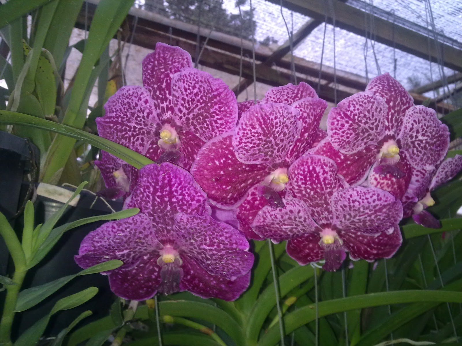 dcintaorkid jenis2 bunga  orkid
