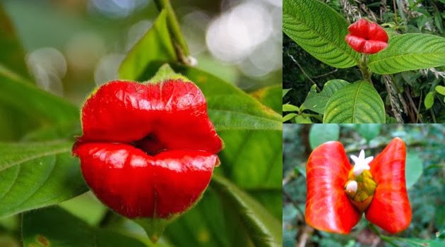 Bunga Hot Lips