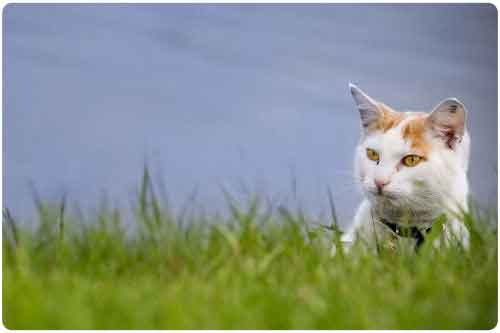 Imágenes y fotos de gatitos (11 elementos y algo más)