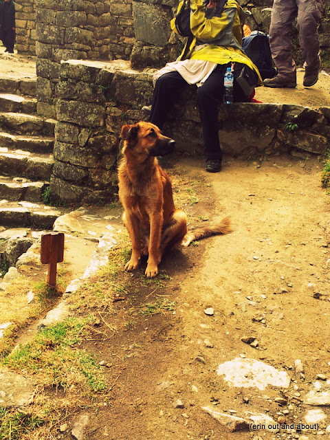 {ErinOutandAbout} The Beautiful Dogs of South America