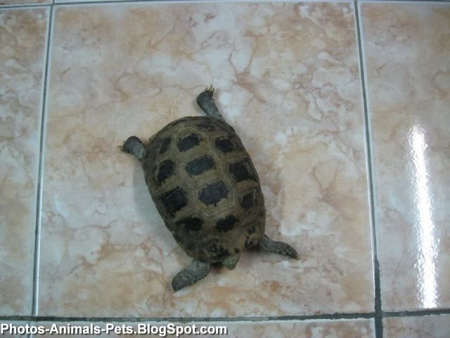 a pet turtle