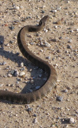 snake rearing up