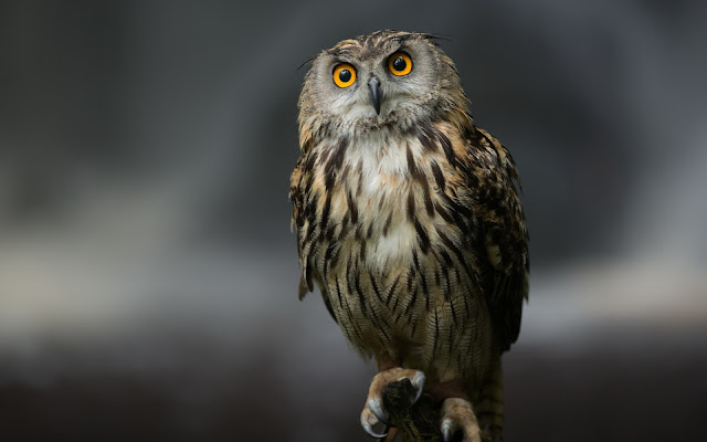 Búho Lechuza descansando en un tronco imagenes de aves exoticas