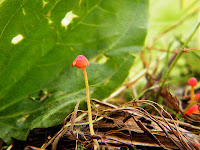 Mycena acicula