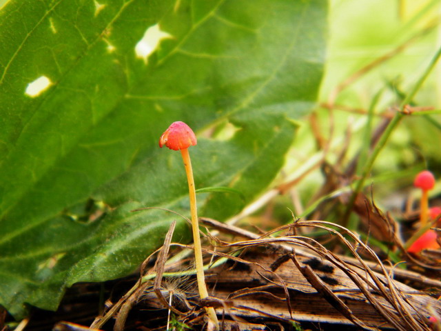 Mycena acicula