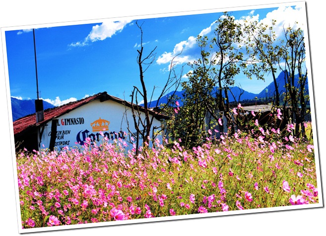 Wild Flowers of Patzcuaro