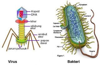  Virus dan basil merupakan istilah yang sering Anda dengar Perbedaan Virus dan Bakteri yang Penting untuk Diketahui