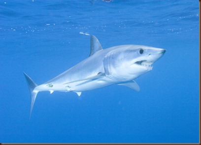 Tiburon Sardinero