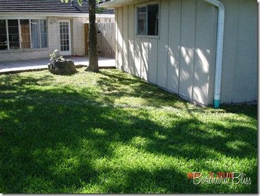 Backyard Reno 021