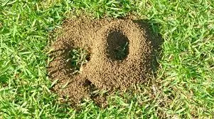 ant killer for lawns,kill ants in yard,how to kill ants in yard,how to get rid of ants in yard,ant holes,ant infestation in yard,ant hills in yard,get rid of ants in yard,ant killer for yard,ants in lawn