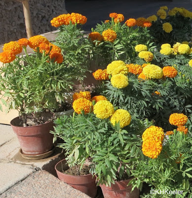 Aztec marigold, Tagetes erecta