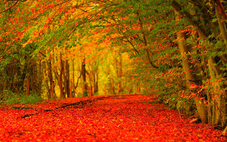 Beautiful Autumn HD Wallpaper Photos