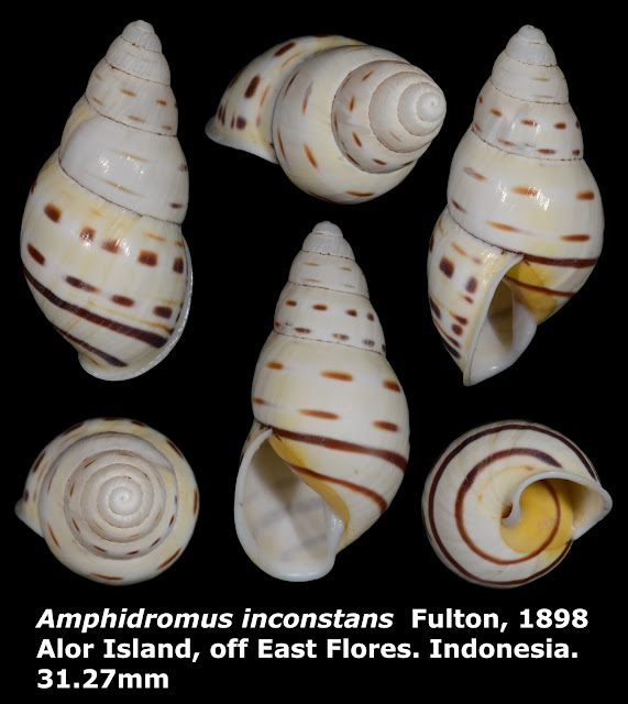 Amphidromus inconstans 31.27mm