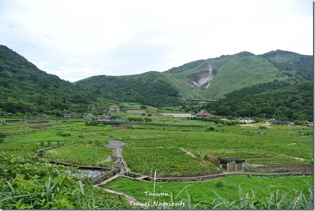 陽明山繡球花 (1)