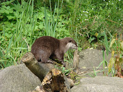 Kort nadat we terug waren in Nederland lazen we dat er reuzenpandas in de . (otters)