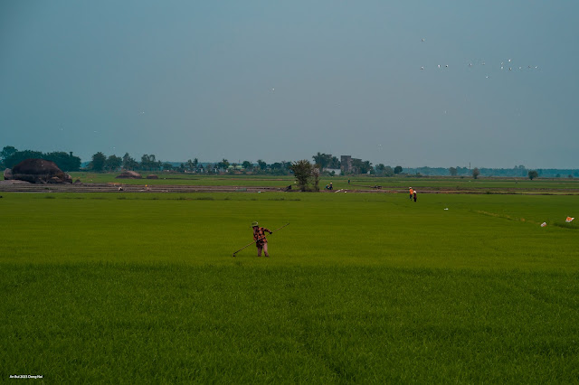 Phu Dien rice fields, a biggest rice fields in Dong Nai