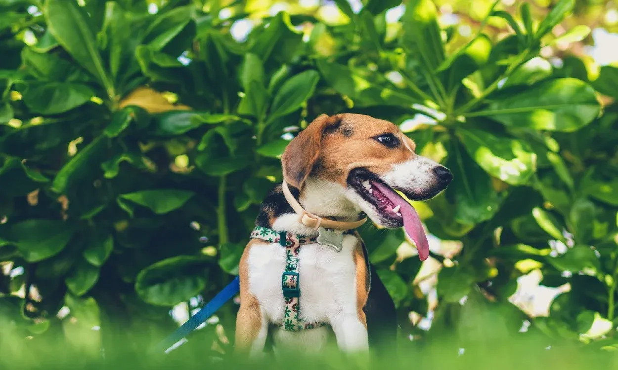 Dog Joint Supplements