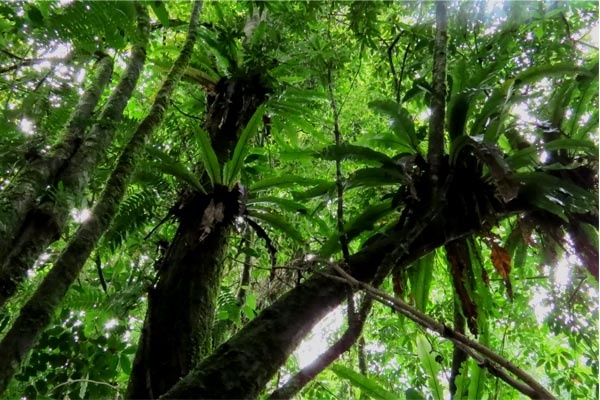 Pohon Lontar EKOGEO MENGENAL TANAMAN HUTAN TROPIS DAN SAVANA INDONESIA