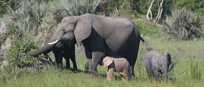 Awesome pink baby elephant has been caught on camera in Africa Seen On www.coolpicturegallery.net